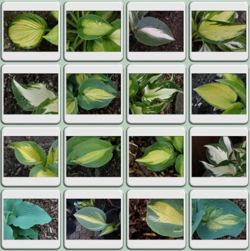 Как глубоко сажать хосту. Секреты выращивания хосты – посадка и уход, фото сортов