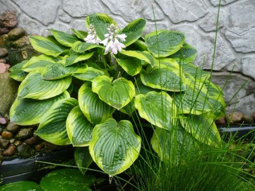 Можно ли сажать хосту в октябре. Хоста - посадка и деление растения осенью