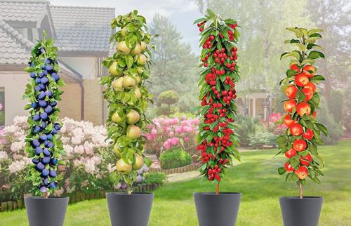 Можно ли выращивать фундук в контейнере на балконе или террасе. Плодовый сад дома: выращивания колоновидных деревьев в контейнере