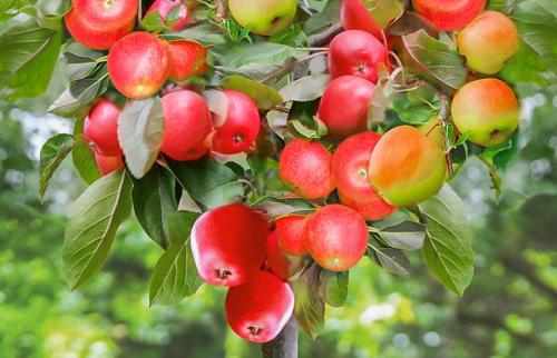 Можно ли выращивать фундук в контейнере на балконе или террасе. Плодовый сад дома: выращивания колоновидных деревьев в контейнере