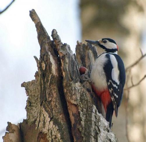 Фундук в средней полосе: секреты выращивания 04 Фундук в средней полосе: секреты выращивания 04