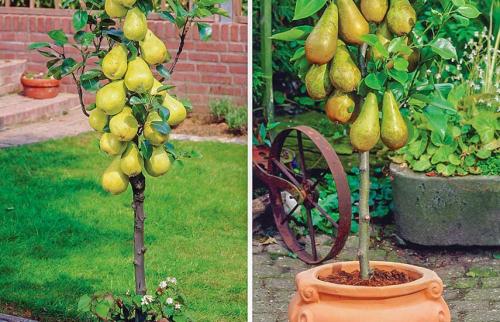 Можно ли выращивать фундук в контейнере на балконе или террасе. Плодовый сад дома: выращивания колоновидных деревьев в контейнере