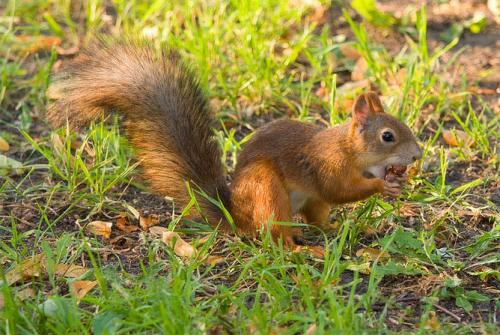 Фундук в своем саду: советы по выращиванию 01