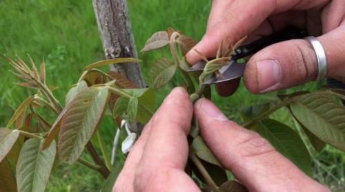 Как формировать крону орехового дерева для лучшего роста и плодоношения. Когда и как правильно делать обрезку грецкого ореха?