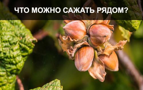 Какие соседние растения лучше всего сажать рядом с фундуком. Что посадить рядом с фундуком