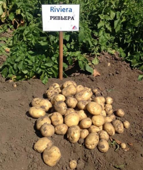 Какие сорта ультраранного картофеля наиболее популярны в России. Лучшие ультраранние сорта