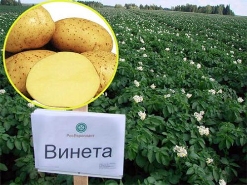 Какие сорта ультраранного картофеля наиболее популярны в России. Лучшие ультраранние сорта