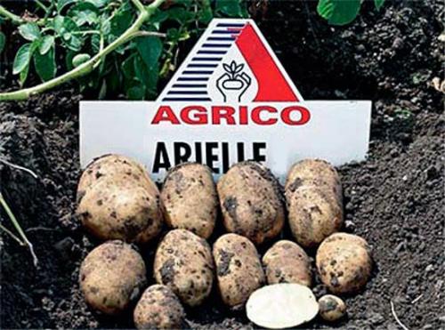 Какие сорта ультраранного картофеля наиболее популярны в России. Лучшие ультраранние сорта