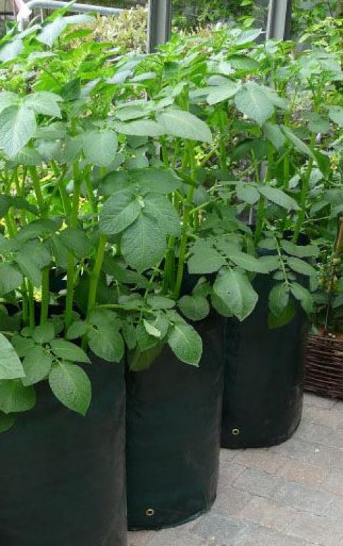 Ранние и ультраранние сорта картофеля: что это и зачем они нужны 12