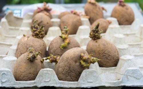 Ранние и ультраранние сорта картофеля: что это и зачем они нужны 09