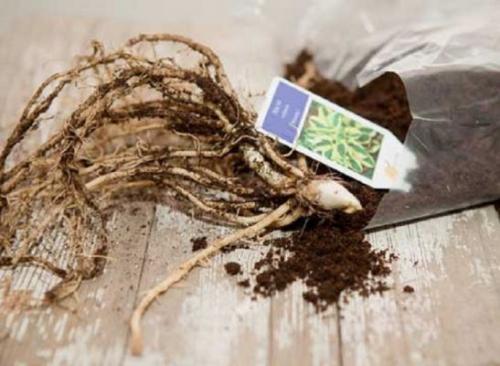 Как сажать хосту из пакета. Саженец хосты (корневище): как выбрать, сохранить,  подготовить