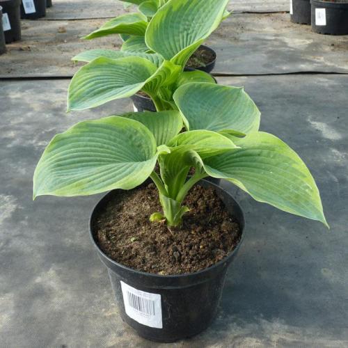 Можно ли сажать хосту в октябре. Посадка хосты осенью: сроки по регионам, Лунному календарю, пошаговая инструкция