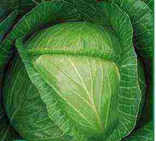 Лучшие сорта поздней капусты для длительного хранения. Поздние сорта капусты голландской селекции 02