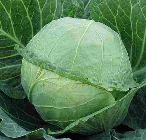 Лучшие сорта поздней капусты для длительного хранения. Поздние сорта капусты голландской селекции 05
