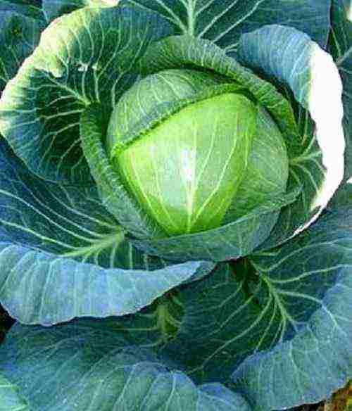 Лучшие сорта поздней капусты для длительного хранения. Поздние сорта капусты голландской селекции 06