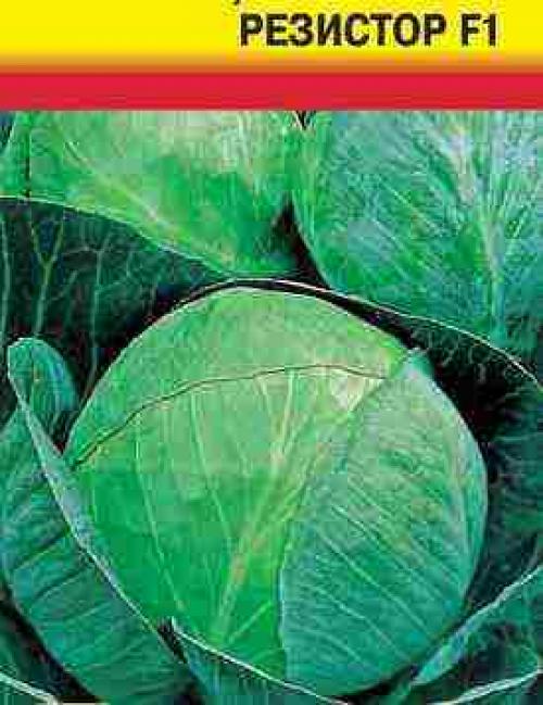 Лучшие сорта поздней капусты для длительного хранения. Поздние сорта капусты голландской селекции 03