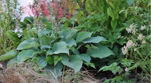 Секрет лёгкой посадки хост для начинающих. Как вырастить в горшке 21