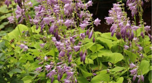 Секрет лёгкой посадки хост для начинающих. Как вырастить в горшке 24