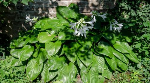 Секрет лёгкой посадки хост для начинающих. Как вырастить в горшке 23