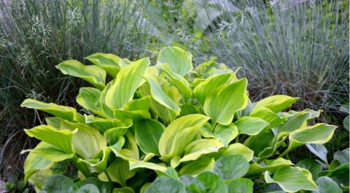 Секрет лёгкой посадки хост для начинающих. Как вырастить в горшке 26