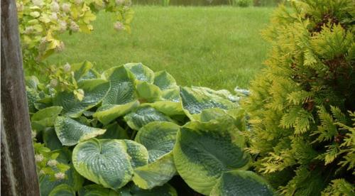 Секрет лёгкой посадки хост для начинающих. Как вырастить в горшке 31