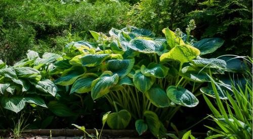 Секрет лёгкой посадки хост для начинающих. Как вырастить в горшке 30