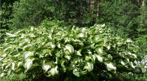 Секрет лёгкой посадки хост для начинающих. Как вырастить в горшке 28