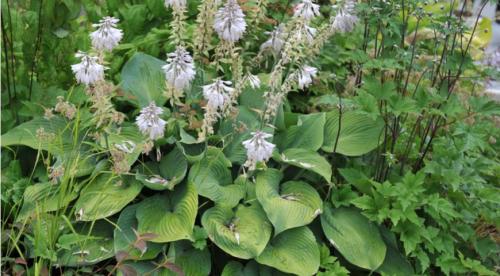 Секрет лёгкой посадки хост для начинающих. Как вырастить в горшке 29