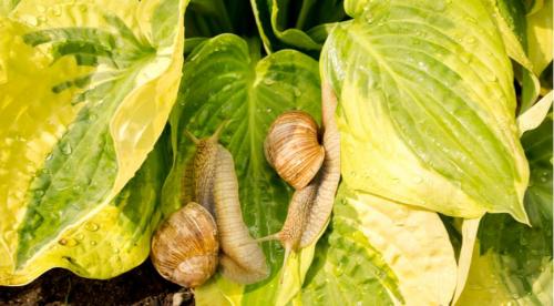 Секрет лёгкой посадки хост для начинающих. Как вырастить в горшке 22