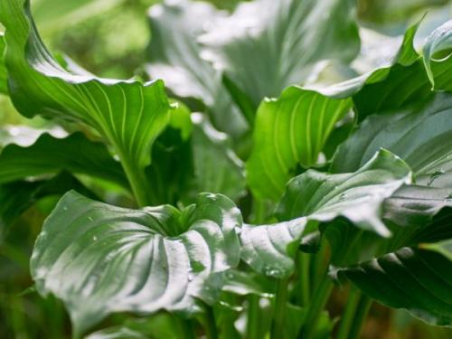 Посадка хосты осенью. Правила пересадки хосты в осенний период