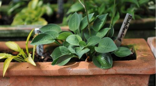 Секрет лёгкой посадки хост для начинающих. Как вырастить в горшке 27