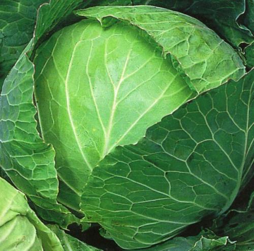 Сорта капусты с тонкими листьями. Сорта капусты белокочанной с названием и описанием
