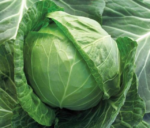 Сорта капусты с тонкими листьями. Сорта капусты белокочанной с названием и описанием