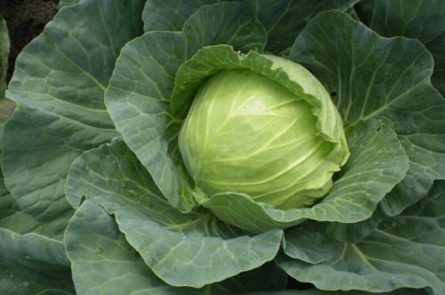 Сорта капусты с тонкими листьями. Сорта капусты белокочанной с названием и описанием