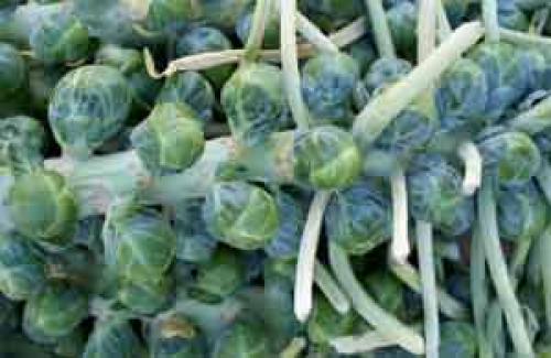 Разновидности, какой бывает капуста. Виды капусты с описанием каждого сорта