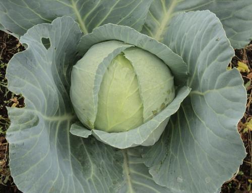 Разновидности, какой бывает капуста. Виды капусты с описанием каждого сорта 21 Разновидности, какой бывает капуста. Виды капусты с описанием каждого сорта 21