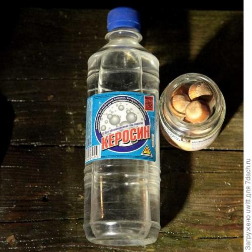 Можно ли выращивать фундук 'Первенец' в контейнере на балконе. Подзимний посев фундука