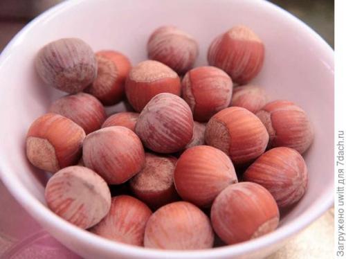 Можно ли выращивать фундук 'Первенец' в контейнере на балконе. Подзимний посев фундука