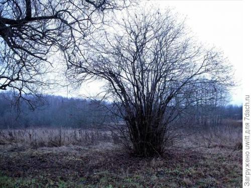 Можно ли выращивать фундук 'Первенец' в контейнере на балконе. Подзимний посев фундука