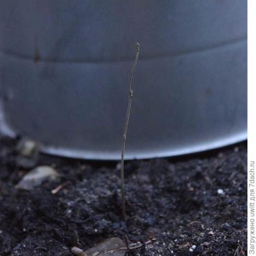 Можно ли выращивать фундук 'Первенец' в контейнере на балконе. Подзимний посев фундука