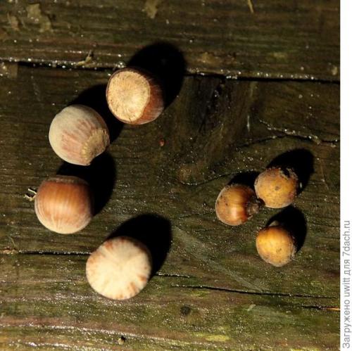 Можно ли выращивать фундук 'Первенец' в контейнере на балконе. Подзимний посев фундука