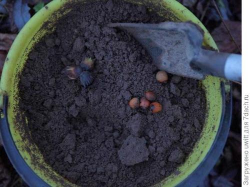 Можно ли выращивать фундук 'Первенец' в контейнере на балконе. Подзимний посев фундука