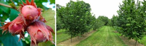 Как ухаживать за фундуком 'Первенец' осенью и зимой. ПОЛЕЗНЫЕ СВОЙСТВА ФУНДУКА