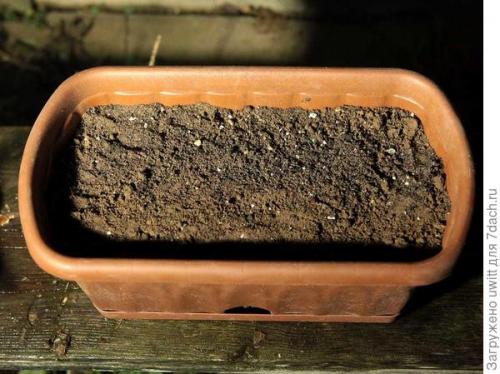 Можно ли выращивать фундук 'Первенец' в контейнере на балконе. Подзимний посев фундука