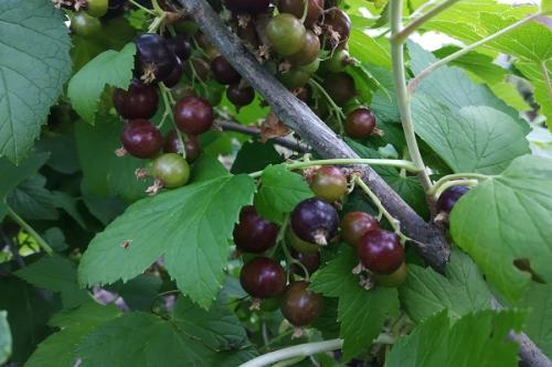 Можно ли сажать грушу рядом со сливой. Что можно сажать рядом с грушей, соседство на участке