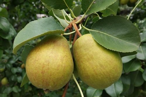 Можно ли сажать грушу рядом со сливой. Что можно сажать рядом с грушей, соседство на участке