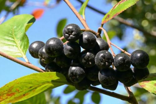 Можно ли сажать смородину рядом с грушей. Соседи смородины на участке, что можно и нельзя сажать рядом