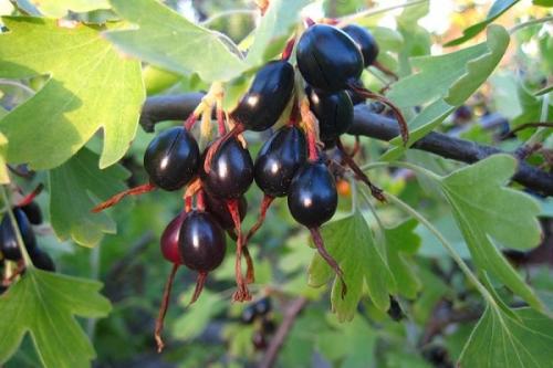 Можно ли сажать смородину рядом с грушей. Соседи смородины на участке, что можно и нельзя сажать рядом