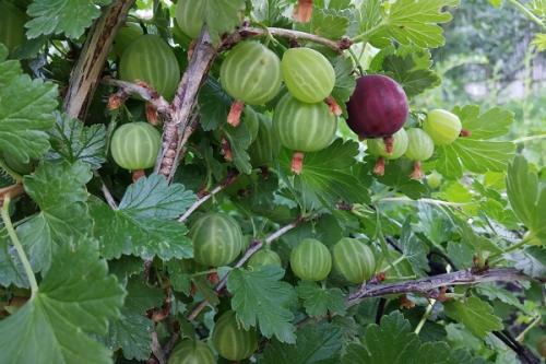 Можно ли сажать грушу рядом со сливой. Что можно сажать рядом с грушей, соседство на участке