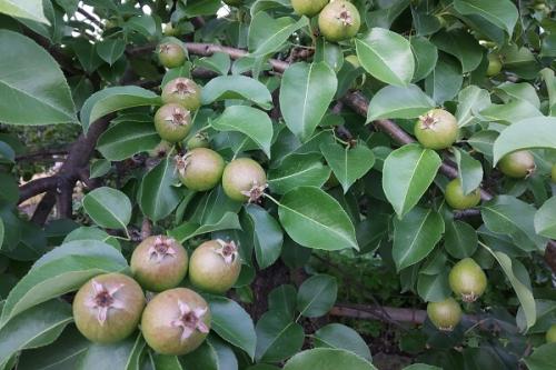 Можно ли сажать грушу рядом со сливой. Что можно сажать рядом с грушей, соседство на участке